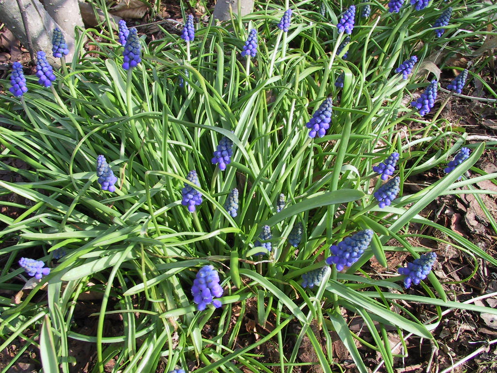 Muscari hyazinthoides.JPG